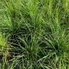 vyrp11 591festuca ovina nase