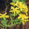 vyr 328 hypericum perforatum