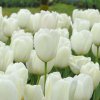 vyr 828 tulipa ivory floradale