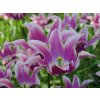 vyrp11 382Tulipa Ballade 4