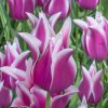 vyr 382 Tulipa Ballade