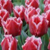 vyr 393 Tulipa Canasta