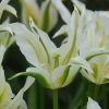vyr 404 Tulipa Greenstar