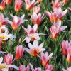 vyr 400 Tulipa Heart s Delight