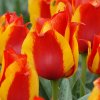 vyr 407 Tulipa Kiev