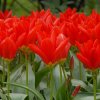 vyr 411 Tulipa Madame Lefeber