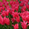 vyr 412 Tulipa Mariette