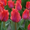 vyr 415 Tulipa Portland