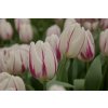 16093 831 vyrp11 396Tulipa Flaming Flag 1