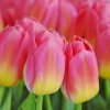 vyr 426 Tulipa Tom Pouce