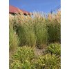 Třtina ostrokvětá "Karl Foester"  Calamagrostis acutiflora "Karl Foester"