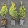Zerav západní 'Smaragd'  Thuja occidentalis 'Smaragd'