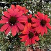 Třapatkovka 'Red'  Echinacea hybrida 'Red'