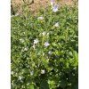 Marulka lékařská 'Triumphator'  Calamintha nepeta 'Triumphator'