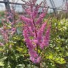 Čechrava arendsova ´Ametyst´  Astilbe arendsii ´Ametyst´