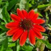 vyrp11 339Echinacea purpurea Lakota Red 2