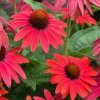 vyr 339 Echinacea purpurea Lakota Red
