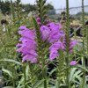 Řetězovka viržinská ´ Vivid´  Physostegia virginiana ´Vivid´