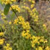 Zlatobýl modravý  Solidago caesia