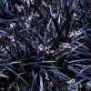 vyr 607 Ophiopogon Nigrescens