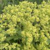 Kontryhel měkký 'Thriller'  Alchemilla mollis 'Thriller'