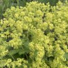 Kontryhel měkký  'Thriller'  Alchemilla mollis 'Thriller'