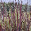 Proso prutnaté ´Purple Breeze´  Panicum virgatum ´Purple Breeze´