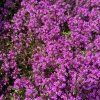 Mateřídouška časná 'Red Carpet'  Thymus praecox 'Red Carpet'