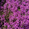 Mateřídouška častá ´Red Carpet´  Thymus praecox ´Red Carpet´