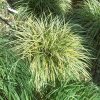 vyr 686 carex silver sceptre