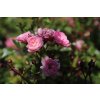 Růže 'The Fairy'  Rosa miniature  'The Fairy' (Pink)