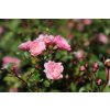 Růže 'The Fairy'  Rosa miniature  'The Fairy' (Pink)