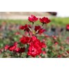 Růže 'Everglow Ruby'  Rosa 'Everglow Ruby'