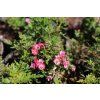 Růže 'Cutie Pie'®  Rosa 'Cutie Pie'®
