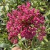 Mavuň červená ´Rosenrot´  Centranthus ruber ´Rosenrot´