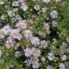 Hvězdnice vřesovcová ´Pink Cloud´  Aster ericoides 'Pink Cloud'