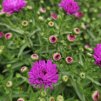 Hvězdnice novobelgická 'Henry Pink'  Aster novi-belgii 'Henry Pink'