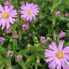 Hvězdnice keříčkovitá 'Herbstgruss von Bresserhof'  Aster dumosus  'Herbstgruss von Bresserhof'