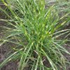 vyr 294 miscanthus strictus dwarf