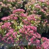 Rozchodník nádherný 'Rosenteller'  Sedum ´Rosenteller´