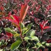 Blýskavka Fraserova  'Pink Marble'  Photinia fraseri 'Pink Marble'
