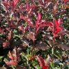 Blýskavka Fraserova  'Pink Marble'  Photinia fraseri 'Pink Marble'