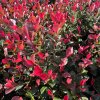 Blýskavka Fraserova  'Little Fenna'  Photinia fraseri 'Little Fenna'