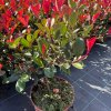 Blýskavka Fraserova  'Little Fenna'  Photinia fraseri 'Little Fenna'