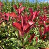 Blýskavka Fraserova  'Red Robin'  Photinia fraseri 'Red Robin'