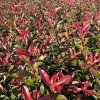Blýskavka Fraserova  'Red Robin'  Photinia fraseri 'Red Robin'
