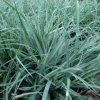 vyr 121 carex blue zinger