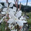 Svíčkovec ´Whirling Butterflies´  Gaura lin. ´Whirling Butterflies´