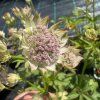 Jarmanka větší 'Buckladn'  Astrantia major 'Buckland'