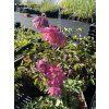 Orlíček obecný ´Barlow Rose´  Aquilegia vulgaris ´Barlow Rose´